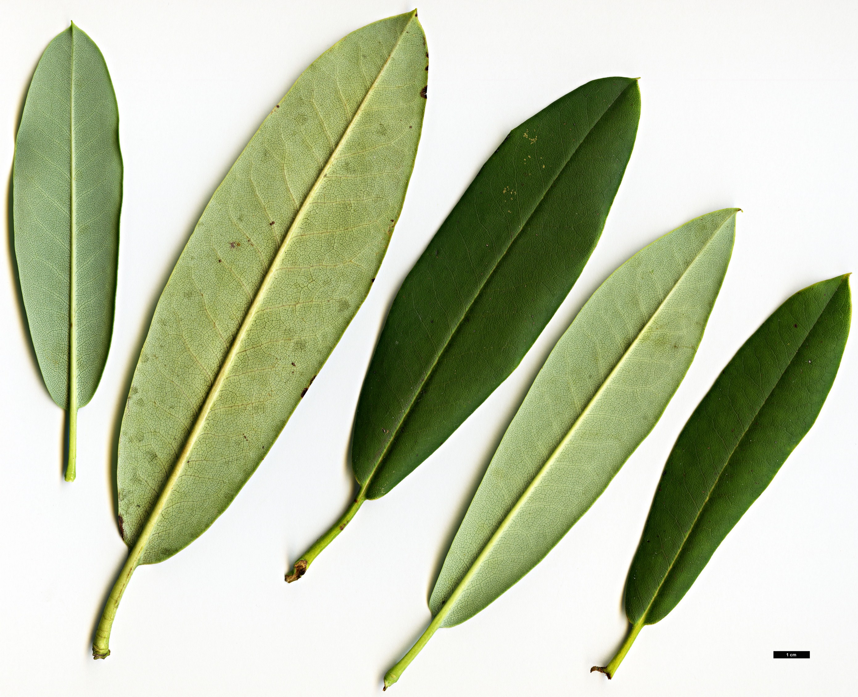 High resolution image: Family: Ericaceae - Genus: Rhododendron - Taxon: fortunei - SpeciesSub: subsp. discolor